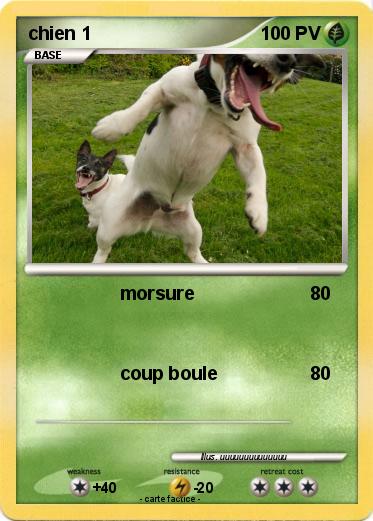 Pokemon chien 1