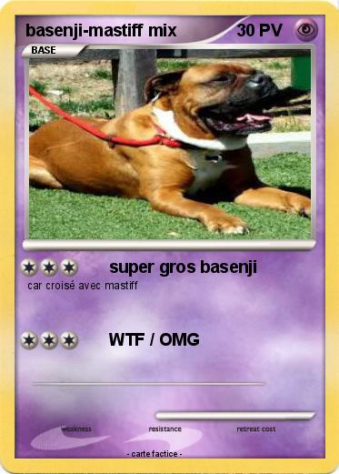 Pokemon basenji-mastiff mix