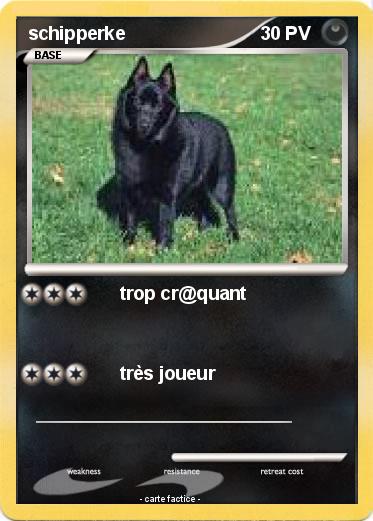 Pokemon schipperke