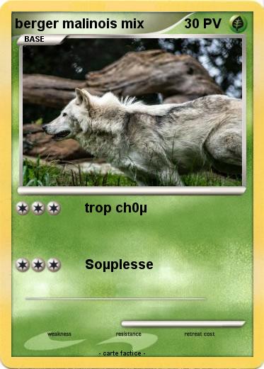 Pokemon berger malinois mix