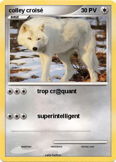 Pokemon colley croisé