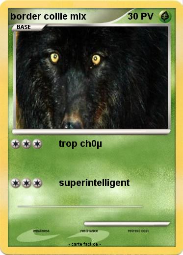 Pokemon border collie mix