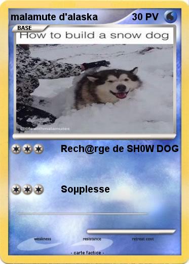 Pokemon malamute d'alaska