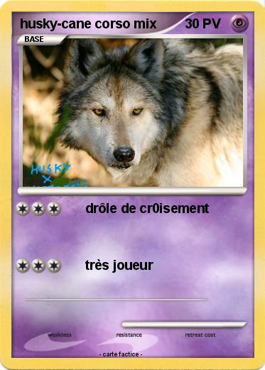 Pokemon husky-cane corso mix