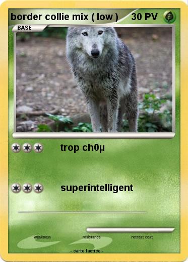 Pokemon border collie mix ( low )