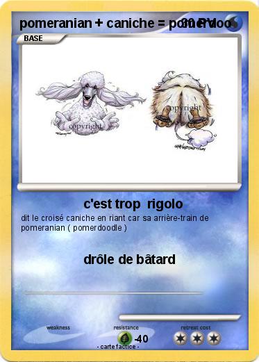 Pokemon pomeranian + caniche = pomerdoo
