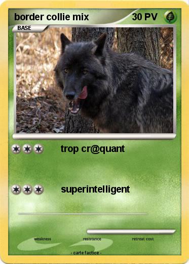 Pokemon border collie mix