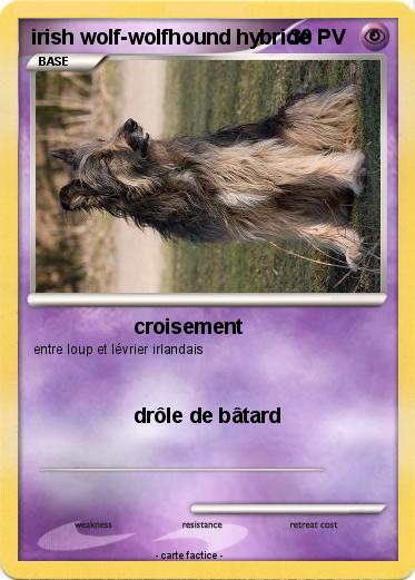 Pokemon irish wolf-wolfhound hybride
