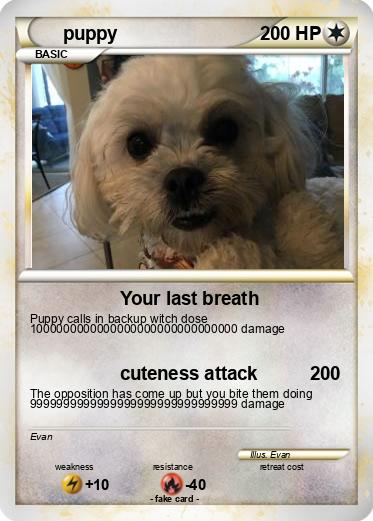 Pokemon puppy