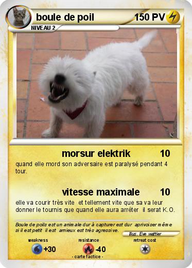 Pokemon boule de poil