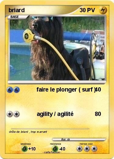Pokemon briard