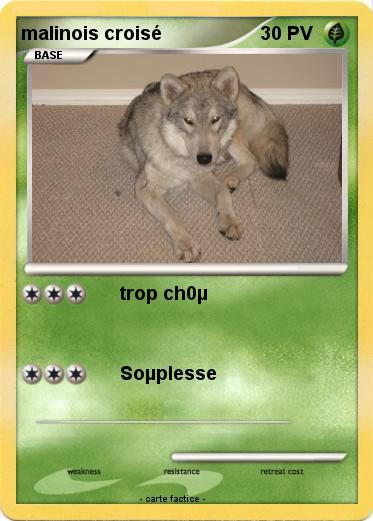 Pokemon malinois croisé