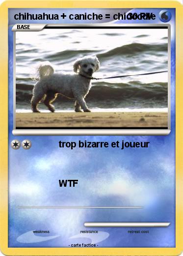 Pokemon chihuahua + caniche = chidoodle