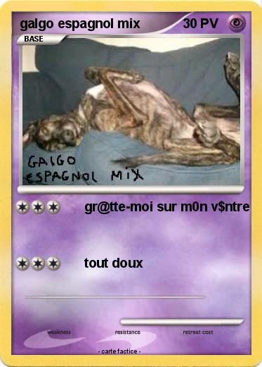 Pokemon galgo espagnol mix