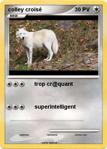 Pokemon colley croisé