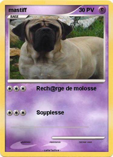 Pokemon mastiff
