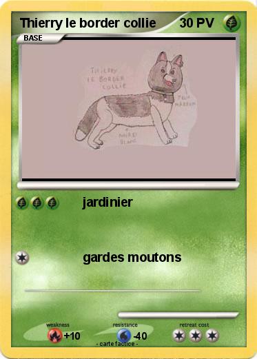 Pokemon Thierry le border collie