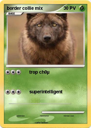 Pokemon border collie mix
