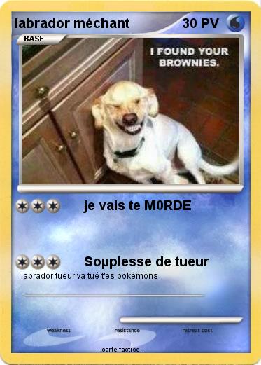 Pokemon labrador méchant