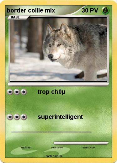 Pokemon border collie mix