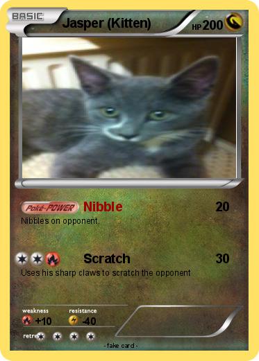 Pokemon Jasper (Kitten)