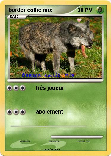 Pokemon border collie mix