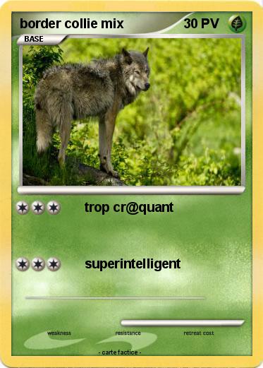 Pokemon border collie mix