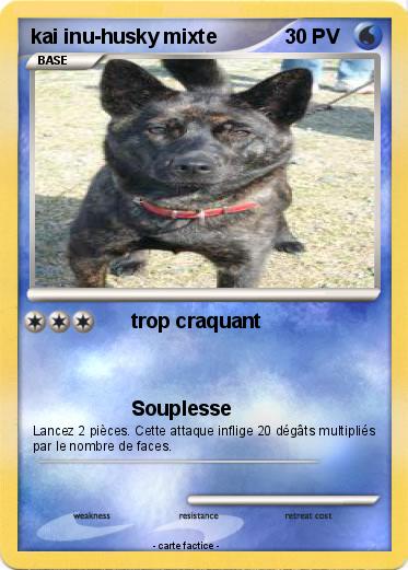 Pokemon kai inu-husky mixte