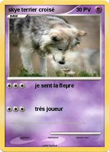 Pokemon skye terrier croisé