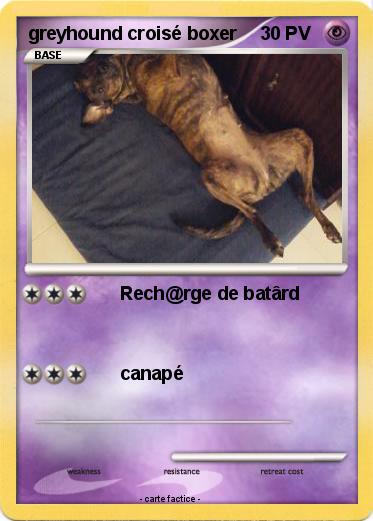 Pokemon greyhound croisé boxer