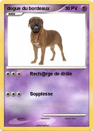 Pokemon dogue du bordeaux
