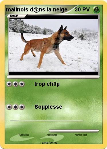 Pokemon malinois d@ns la neige