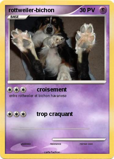 Pokemon rottweiler-bichon