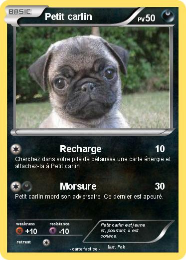 Pokemon Petit carlin