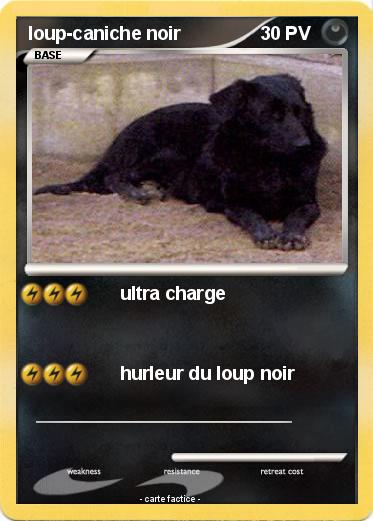 Pokemon loup-caniche noir