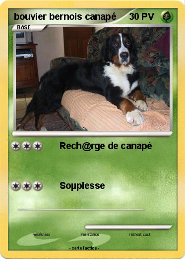 Pokemon bouvier bernois canapé