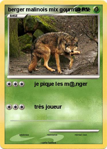 Pokemon berger malinois mix goµrm@nde