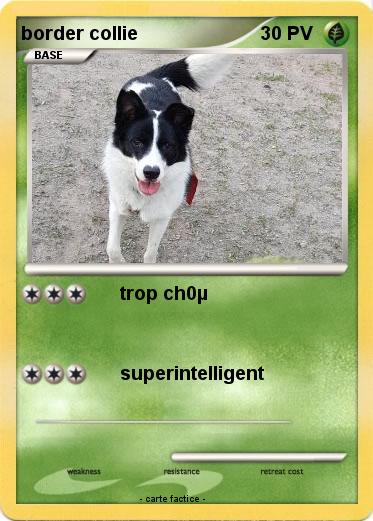 Pokemon border collie