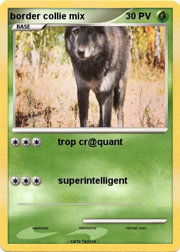 Pokemon border collie mix