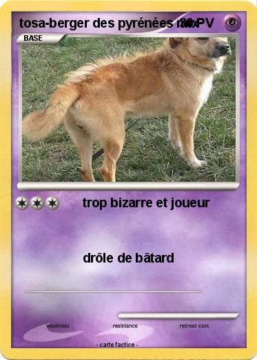 Pokemon tosa-berger des pyrénées mix