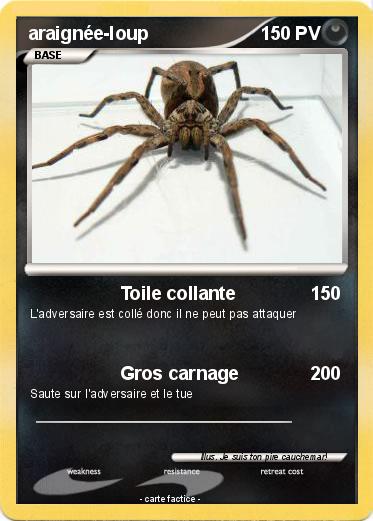 Pokemon araignée-loup