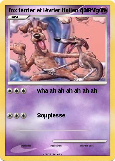 Pokemon fox terrier et lévrier italien qui r ig0le