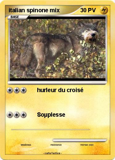 Pokemon italian spinone mix