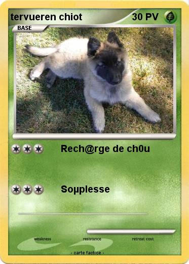 Pokemon tervueren chiot