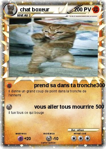 Pokemon chat boxeur