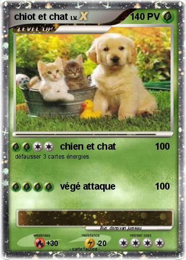 Pokemon chiot et chat