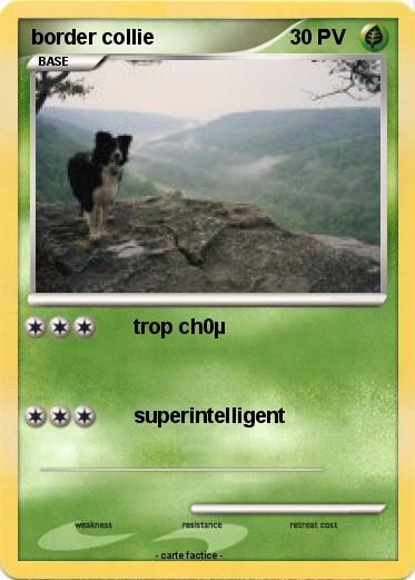 Pokemon border collie