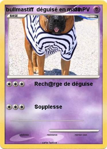 Pokemon bullmastiff  déguisé en marin
