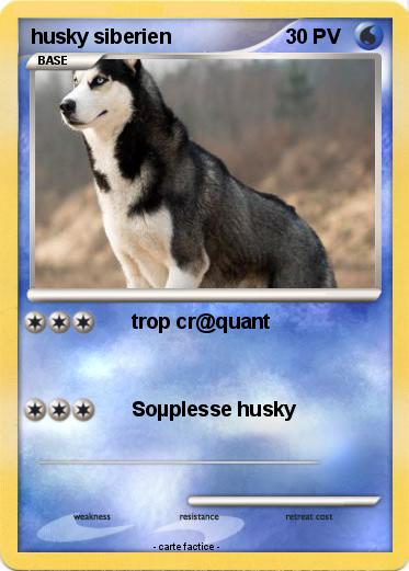 Pokemon husky siberien