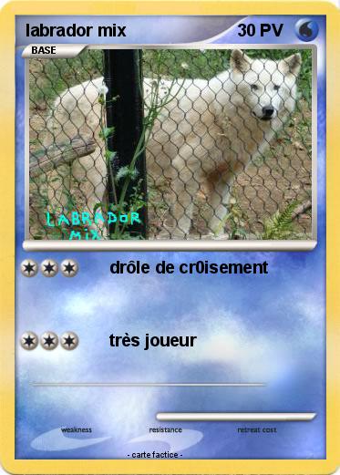 Pokemon labrador mix